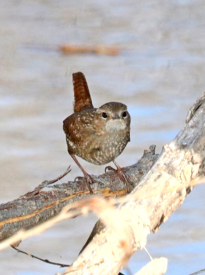 694 - WINTER WREN (2-11-2017) patagonia lake, santa cruz co, az -05