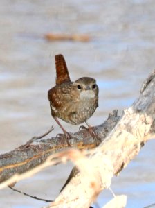 694 - WINTER WREN (2-11-2017) patagonia lake, santa cruz co, az -05