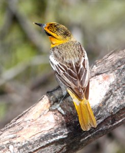947 - BULLOCK'S ORIOLE (3-22-11) paton's yard, patagonia, scc, az  (8)