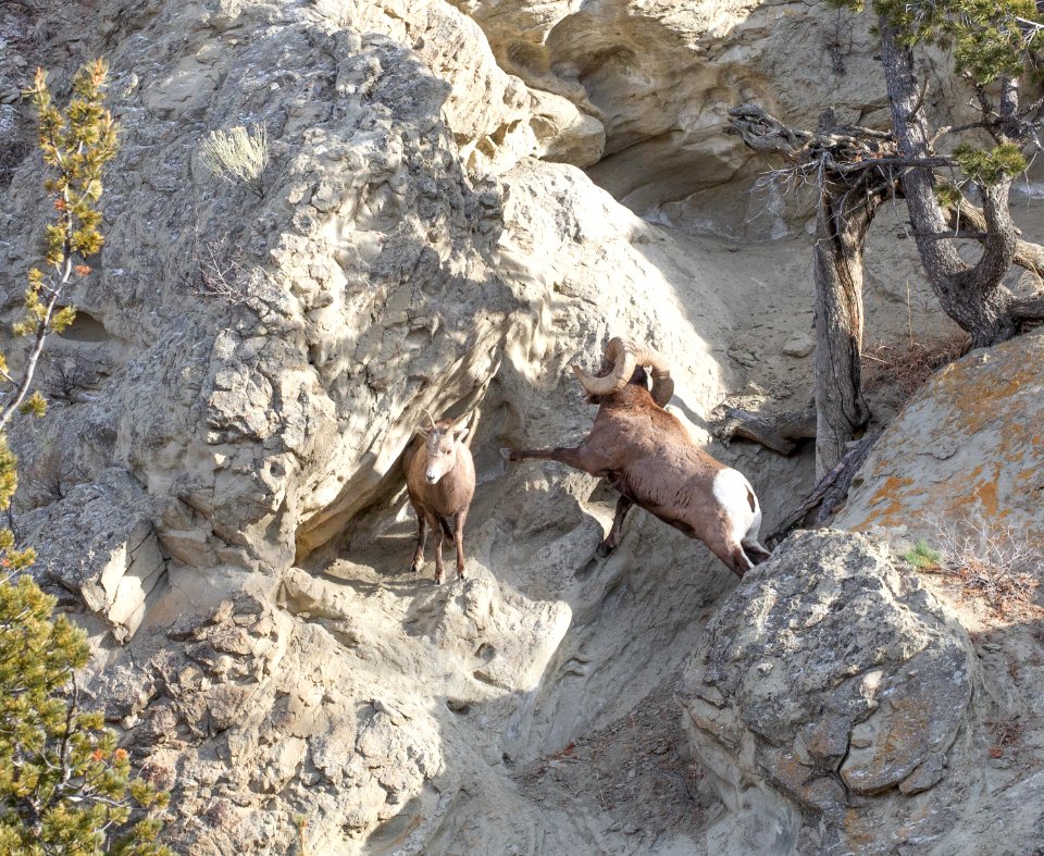 Bighorn sheep on Mt. Everts
