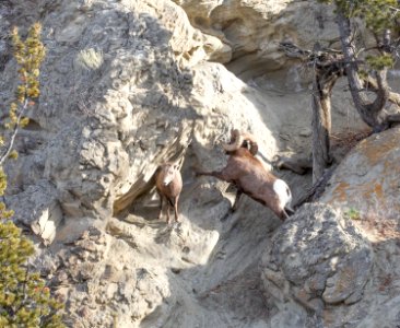 Bighorn sheep on Mt. Everts