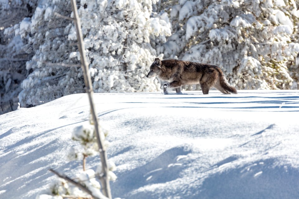 Wolf moving through fresh snow