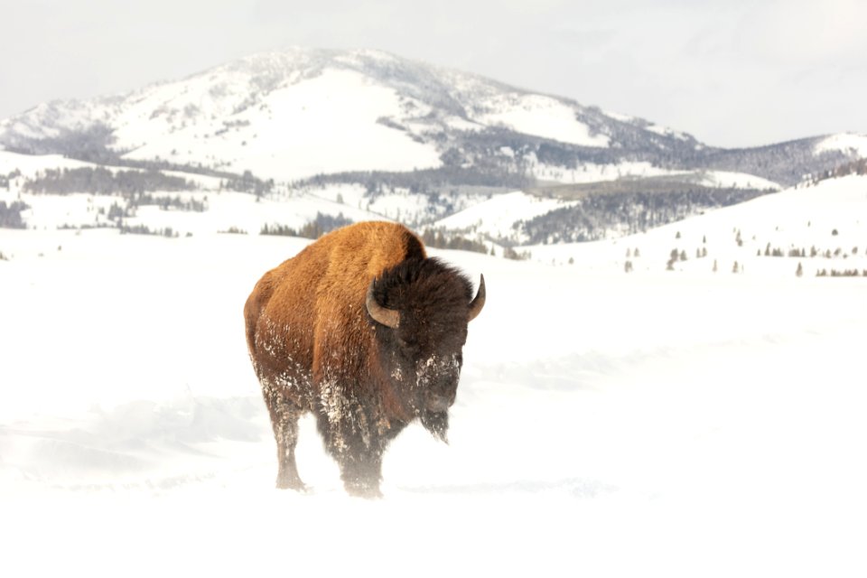 A bull bison standing in the road on a windy day near Swan Lake