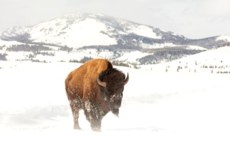 A bull bison standing in the road on a windy day near Swan Lake photo
