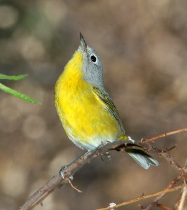 WARBLER, NASHVILLE (9-29-11) pena blanca lake, scc, az -04