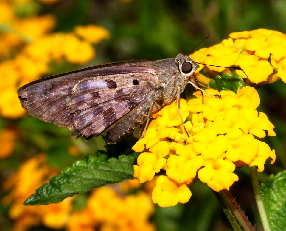 SKIPPER, HAMMOCK (Polygonus leo) (9-17-10) 78 circulo montana, pat lake ranch estates, scc, az -03