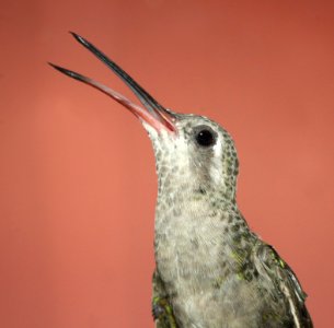 507 - BROAD-BILLED HUMMINGBIRD (7-3-11) 78 circulo montana, patagonia lake ranch estates, scc, az -01