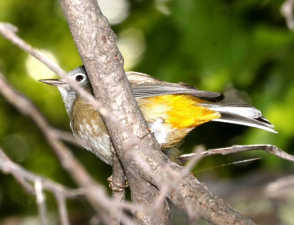809 - COLIMA WARBLER (4-22-2017) boot springs area, chisos mts, tx -03