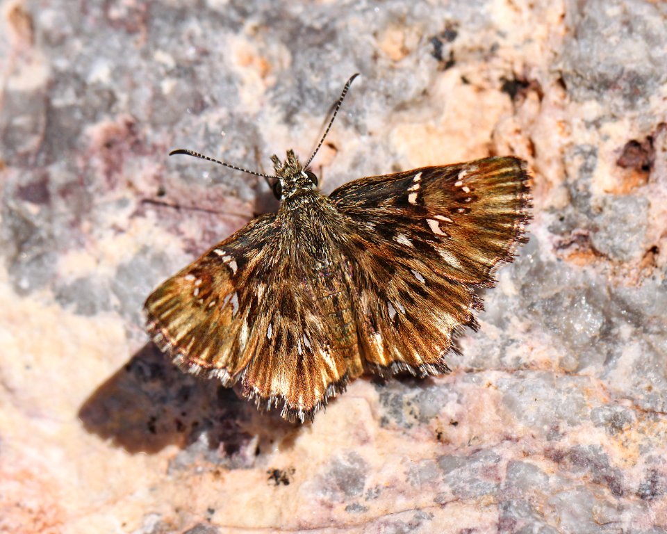 COMMON STREAKY SKIPPER (Celotes nessus) (4-6-13) 78 circulo montana, patagonia lake ranch estates, scc, az