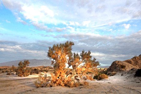 CA - VALLACITO VALLEY CAMPSITE (1-6-2017) anza-borrego state park, san diego co, ca -15 watercolor photo