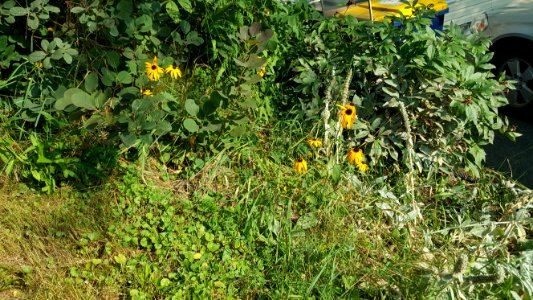 Yellow Flowers 1