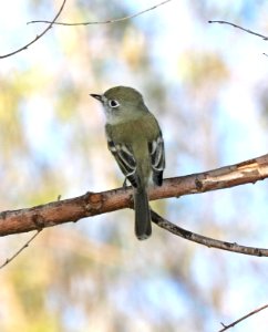 582 - DUSKY FLYCATCHER (11-22-2015) patagonia lake, santa cruz co, az