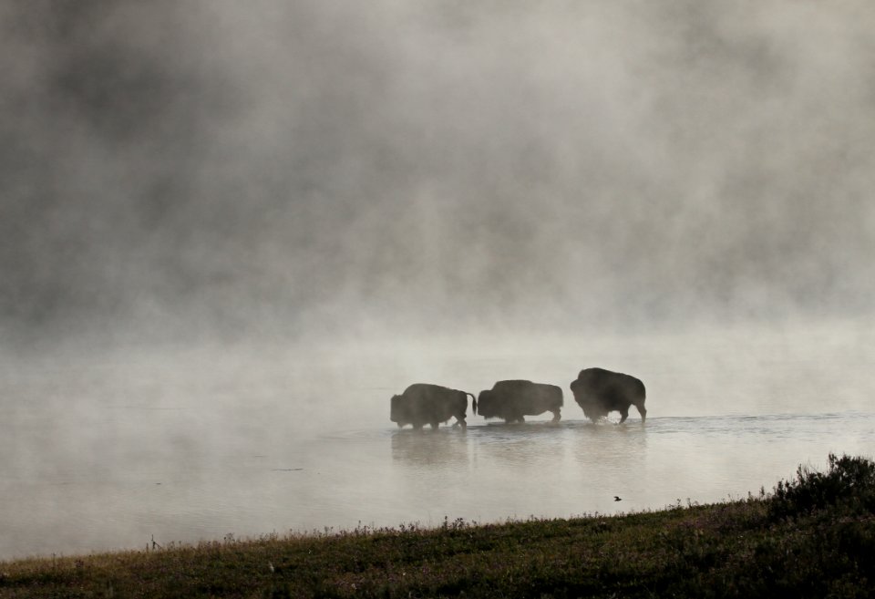 Bison in Yellowstone River