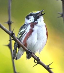 830 - CHESTNUT-SIDED WARBLER  (5-23-2015) worcester co, ma -17