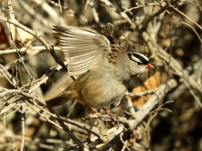 897 - WHITE-CROWNED APARROW (2-1-2019) dark-lored,  san pedro river at san pedro house, cochise co, az -04
