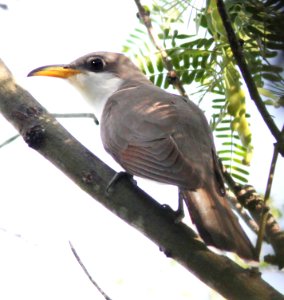 443 - YELLOW-BILLED CUCKOO (6-30-12) with both cormorants, patagonia lake, scc, az -03