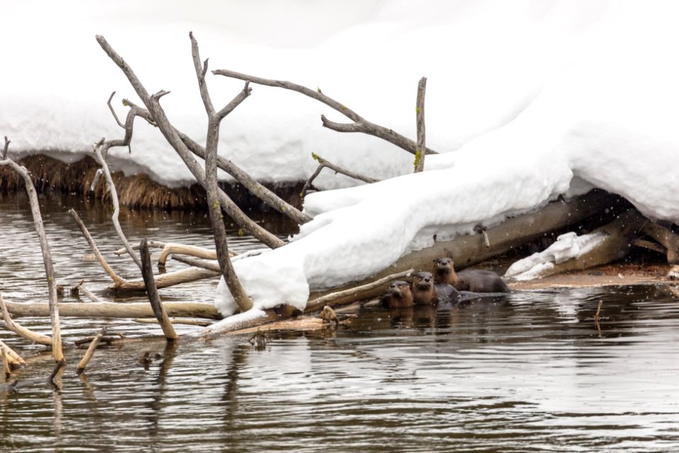 River otter family on the Gibbon River