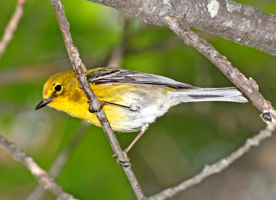 834 - PINE WARBLER (5-23-2015) bolton, worcester co, ma -01