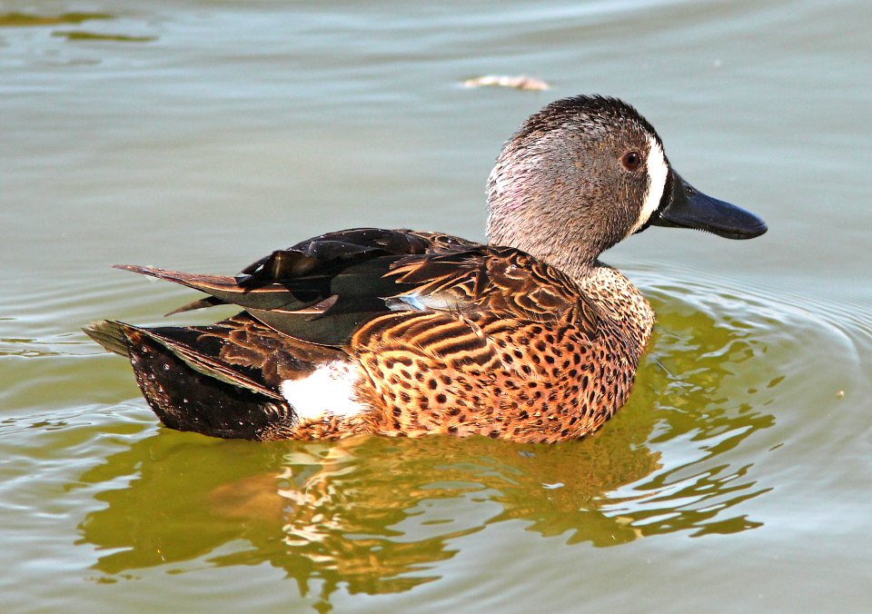 032 - BLUE-WINGED TEAL (3-26-13) mustang island, nueces co, tx  (2)