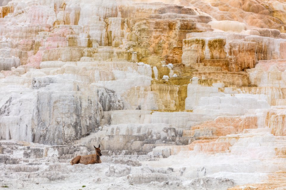 Cow elk rests on travertine below Palette Spring