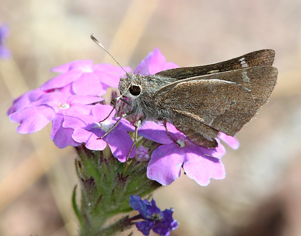 SKIPPER, WHITE-BARRED (Atryrtonopsis pittacus) (3-31-11) pena blanca lake, scc, az -01