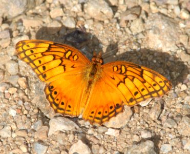 FRITILLARY, MEXICAN (Euptoieta hegesia) (10-9-12) sawmill cyn, huachuca mts, cochise co, az -03