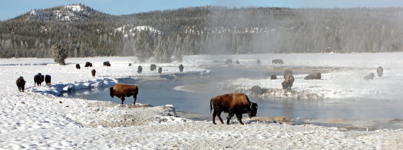 Bison along the Gibbon River