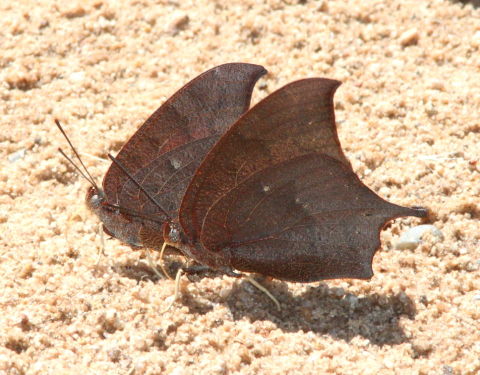 LEAFWING, GOATWEED (Anaea andria) (9-15-12) lochiel, scc, az -05