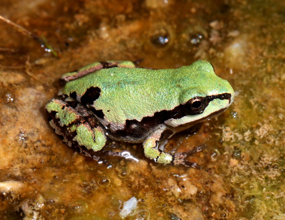 ARIZONA TREEFROG (Hyla wrightorum) (10-9-12)  sawmill cyn, huachuca mts, cochise co, az -02