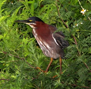 194 - GREEN HERON (3-1-13) eagle lakes water park, collier co, fl