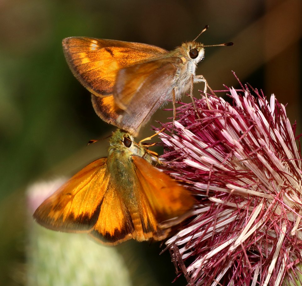 SKIPPER, TAXILES (Lon taxiles) (7-8-2020) garden canyon, huachuca mts, cochise co, az -08 female & male
