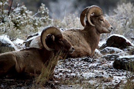 Bighorn sheep rams near Slough Creek photo