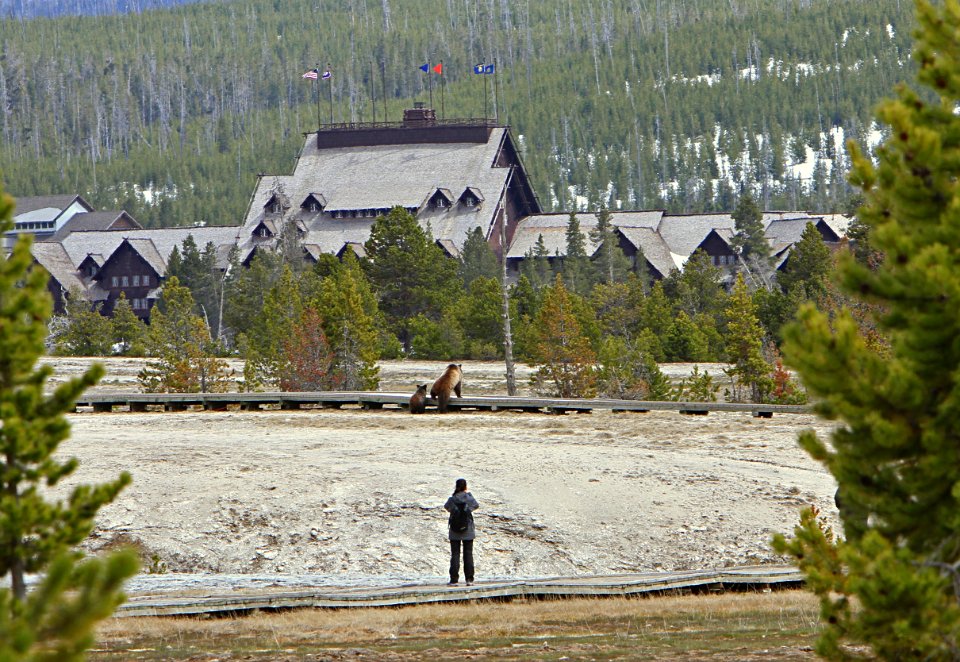 Grizzlies on Boardwalk in Upper Geyser Basin