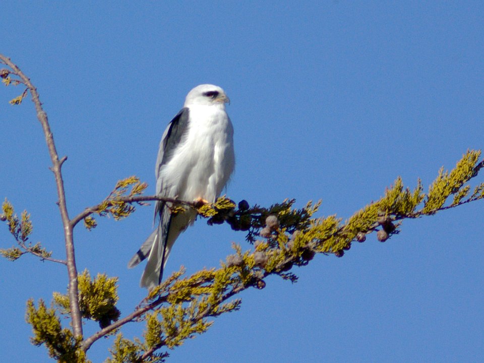KITE, WHITE-TAILED (12-22-07) -2