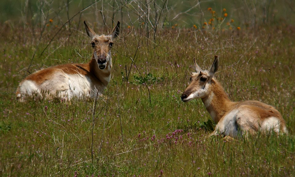 PRONGHORN (4-27-06) carrizo plain, slo co, ca- 2