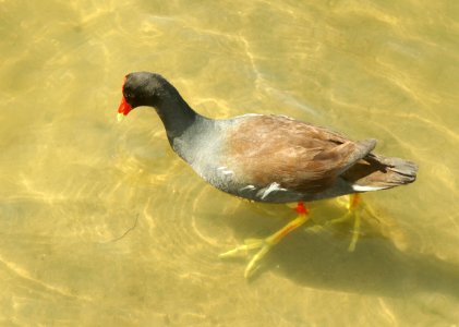 244 - COMMON GALLINULE (4-27-2019) convention center, south padre island, cameron co, tx -02 photo