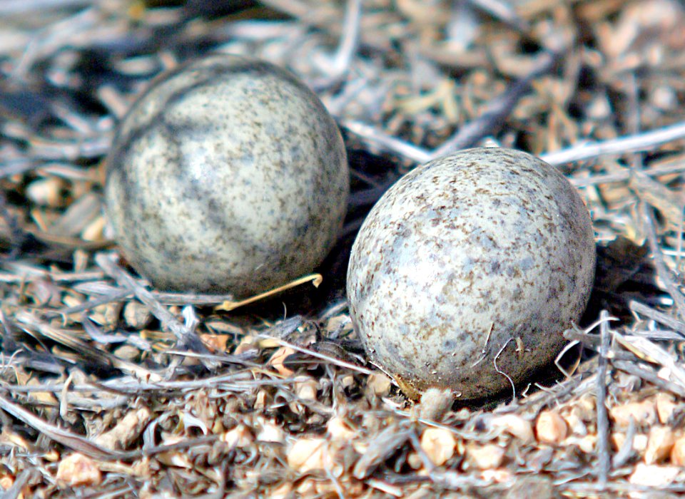 472 - LESSER NIGHTHAWK (6-25-07) nest with eggs, carrizo plain, slo co ,ca