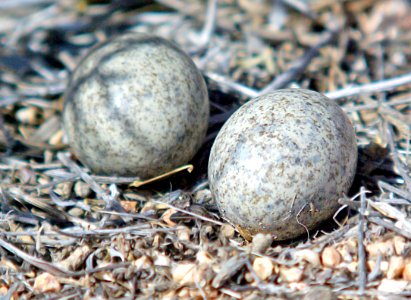 472 - LESSER NIGHTHAWK (6-25-07) nest with eggs, carrizo plain, slo co ,ca