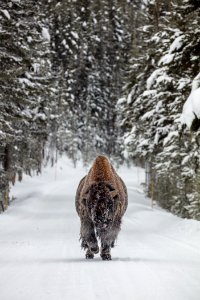 Frosty bull bison in the road near Fishing Bridge photo