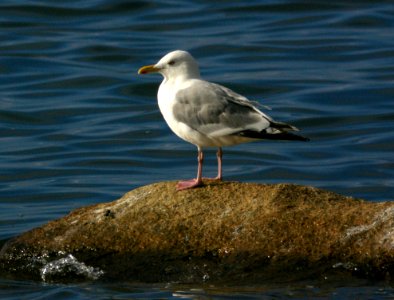 GULL, VEGA (9-5-08) Gambell, Ak -03