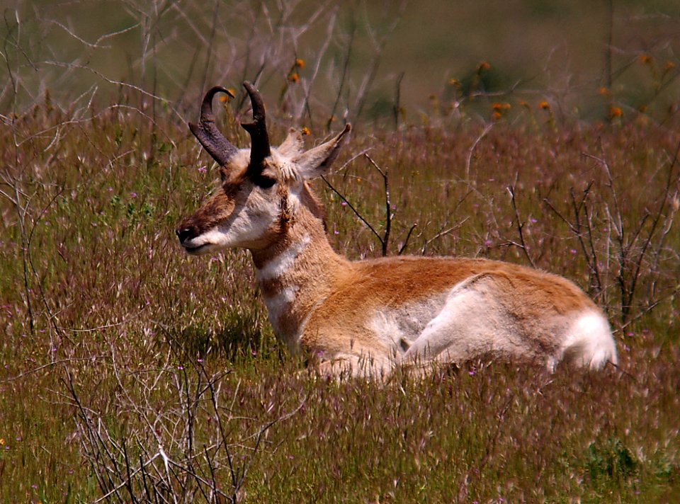 PRONGHORN (4-27-06) carrizo plain, slo co, ca- 1
