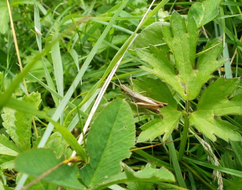 Green vegetation plants