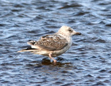 GULL, VEGA (9-8-08) Gambell, Ak -01