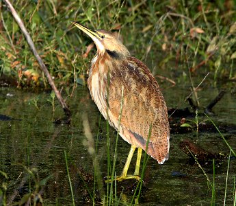177 - AMERICAN BITTERN (10-24-10) patagonia lake state park, scc, az  (2)