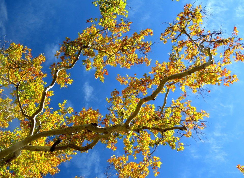 HUACHUCA MOUNTAINS, Ramsey Canyon, AZ (11-2-2019) fall color -21