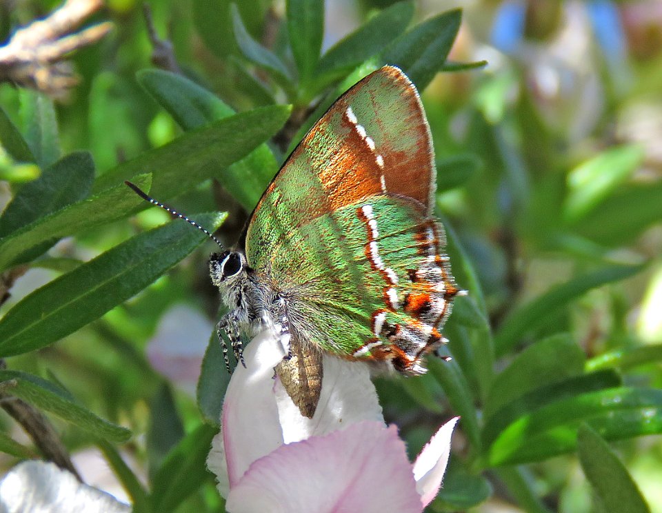 HAIRSTREAK, SIVA JUNIPER (Callophrys gryneus siva) (4-22-2020) guindani trail from kartchner caverns s p, whetstone mts, coronado nat forest, cochise co, az -01