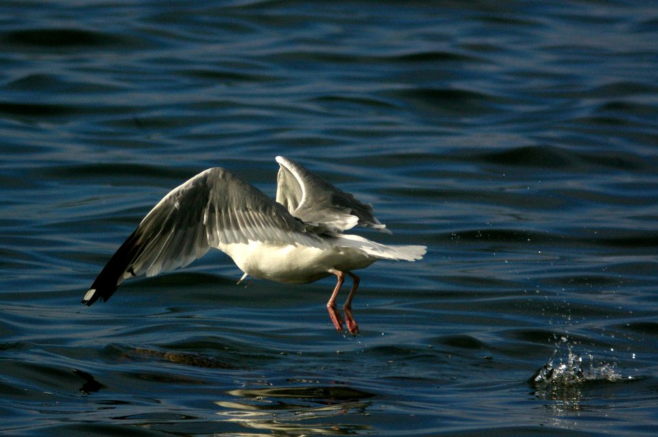GULL, VEGA (9-5-08) Gambell, Ak -04