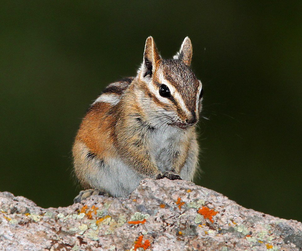 CHIPMUNK, COLORADO (Tamas quadrivittatu) (8-22-12) near bristo peak, north of wolf creek pass, co -03