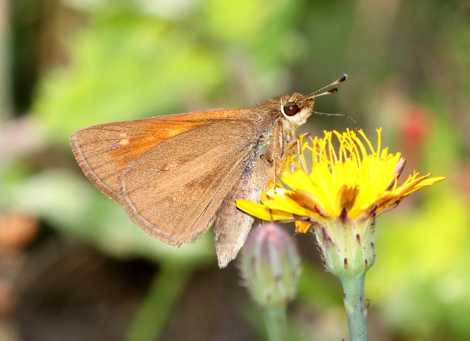 SKIPPER, BROAD-WINGED (Poanes viator) (6-4-2017) railroad ditch road, great dismal swamp nwr, virginia-08