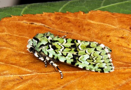 73.224. Griposia aprilina. (BF2247. Merveille du Jour) IMG 0054